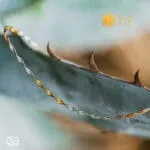Δίχρωμη ατσάλινη αλυσίδα Twist Chain με στριφτή πλέξη ψαροκόκκαλο 2.8mm σε χρυσό και ασημί χρώμα, μήκους 40+5cm.
